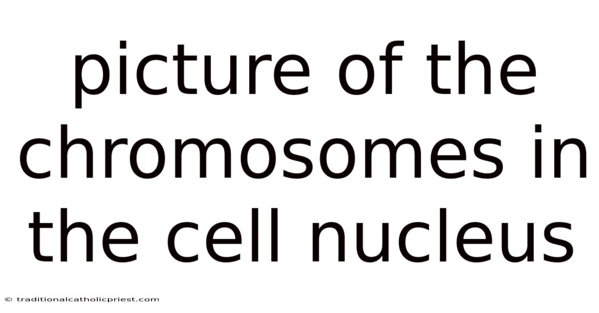 Picture Of The Chromosomes In The Cell Nucleus