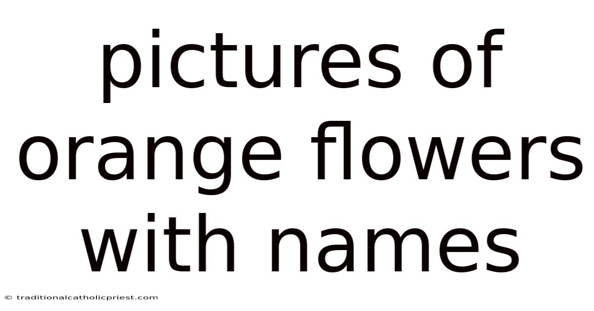 Pictures Of Orange Flowers With Names