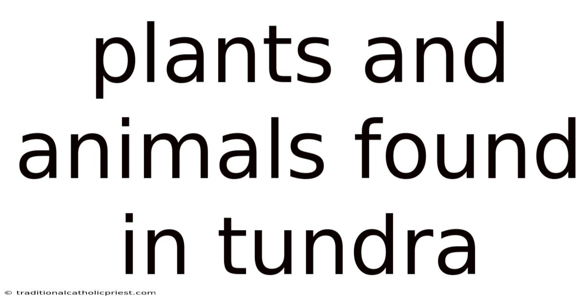 Plants And Animals Found In Tundra