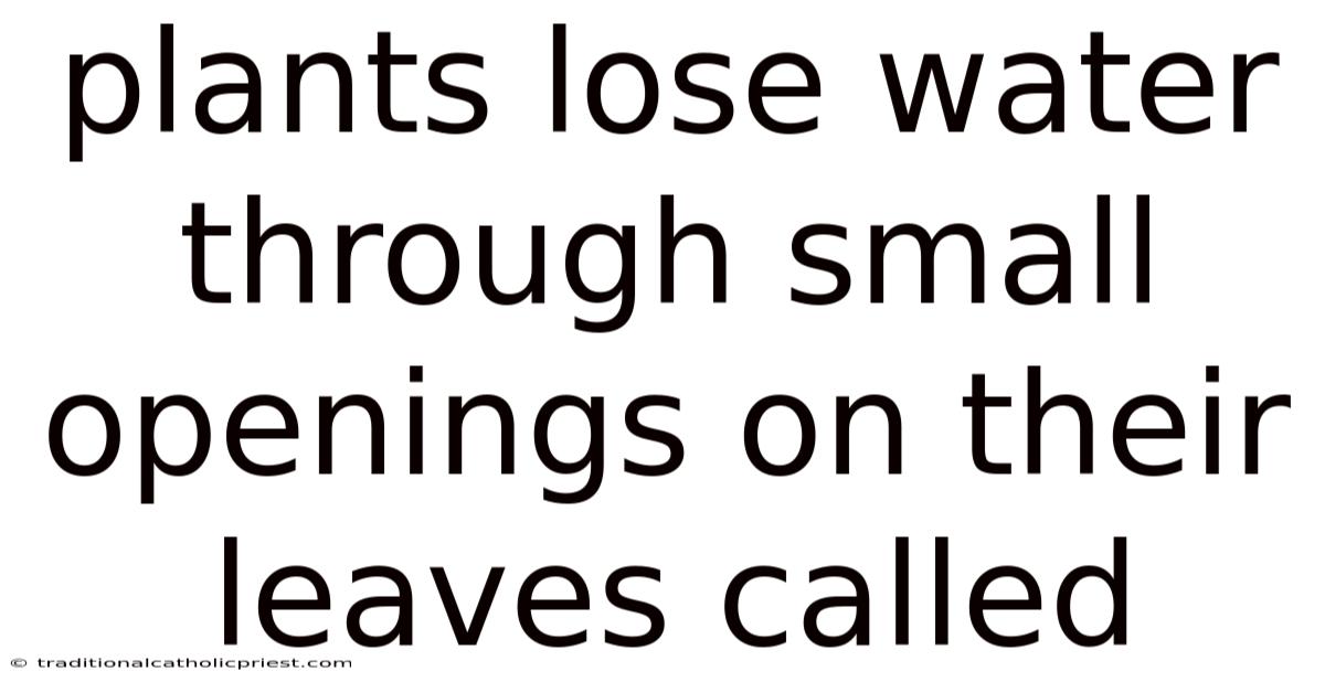 Plants Lose Water Through Small Openings On Their Leaves Called