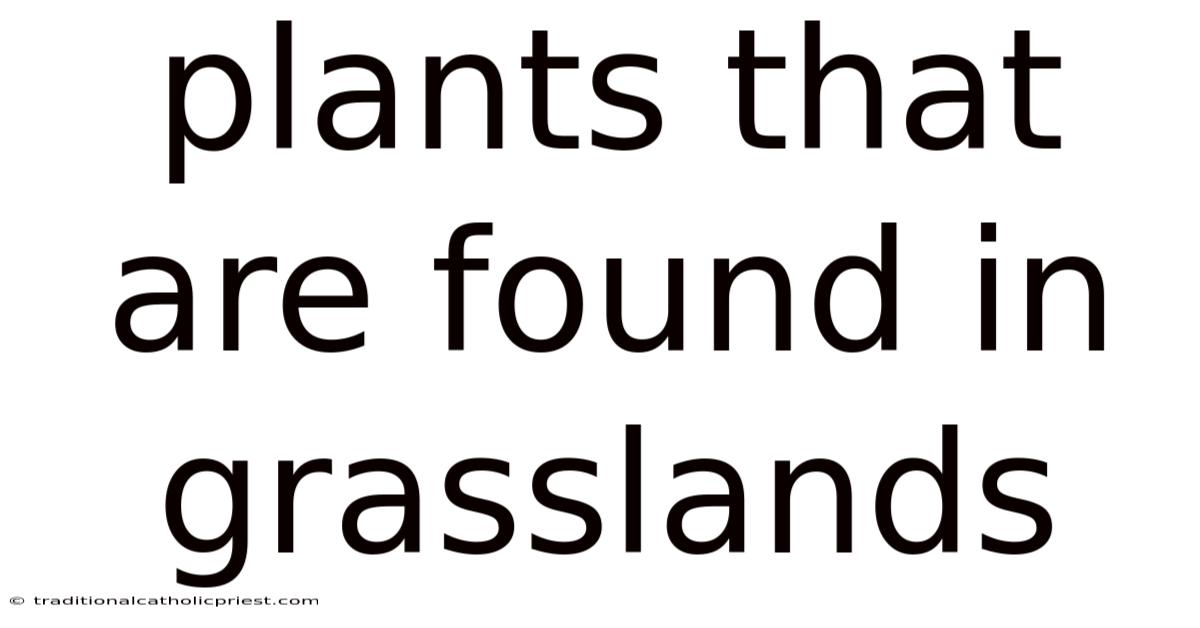 Plants That Are Found In Grasslands