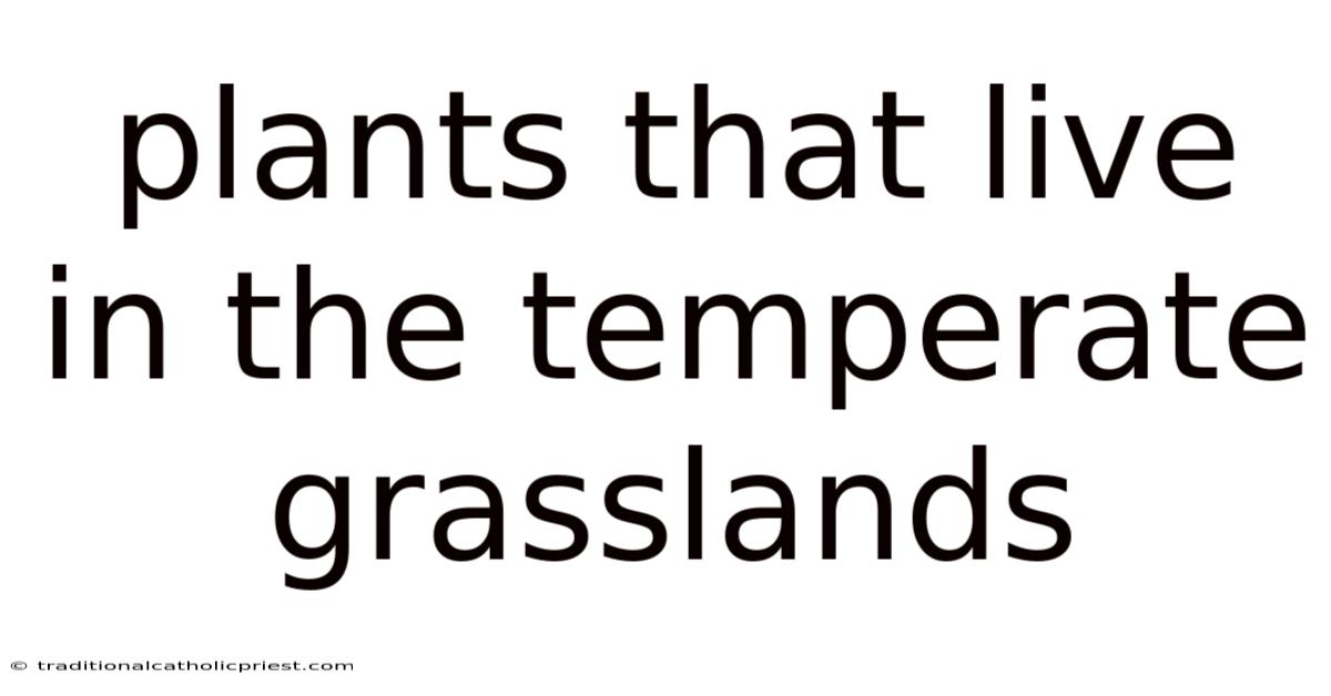 Plants That Live In The Temperate Grasslands