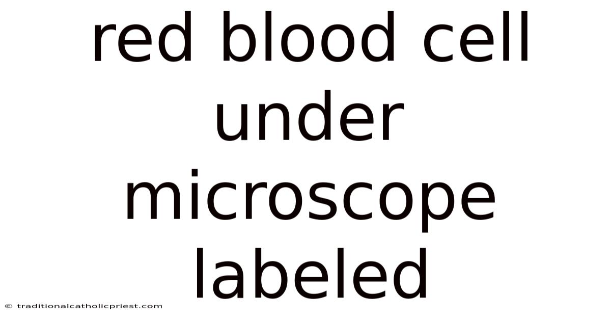 Red Blood Cell Under Microscope Labeled
