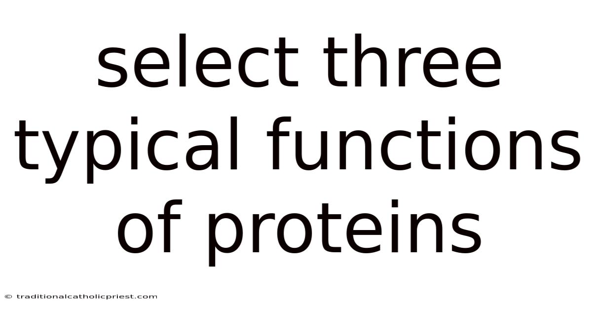 Select Three Typical Functions Of Proteins