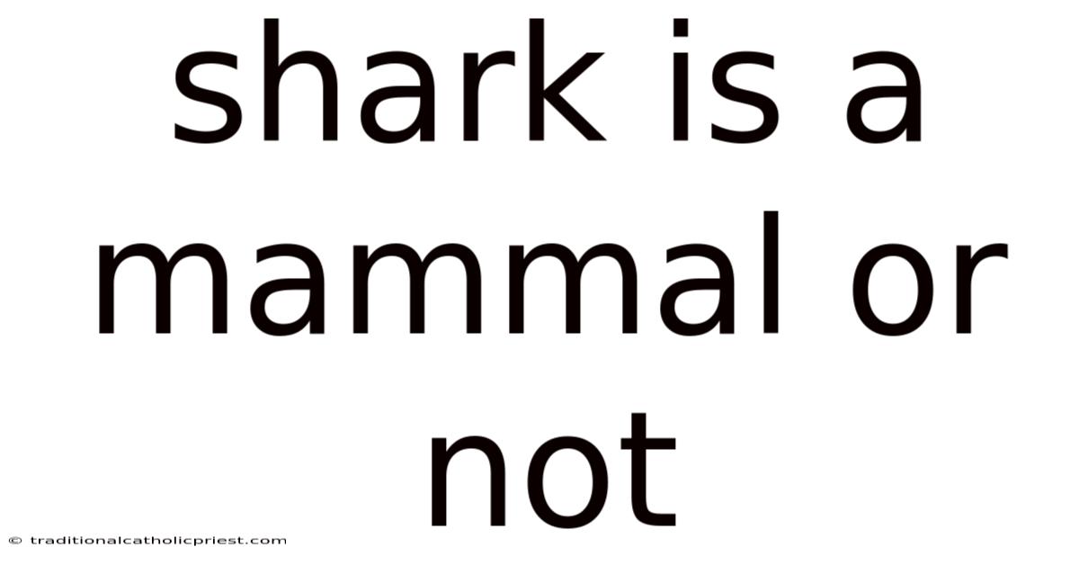 Shark Is A Mammal Or Not
