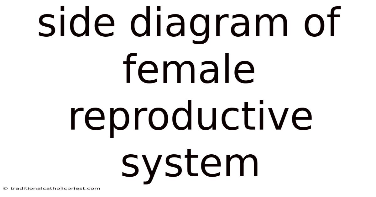 Side Diagram Of Female Reproductive System