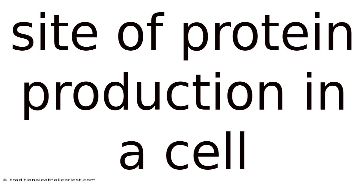 Site Of Protein Production In A Cell