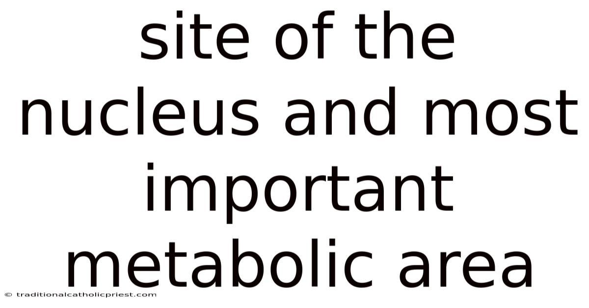 Site Of The Nucleus And Most Important Metabolic Area