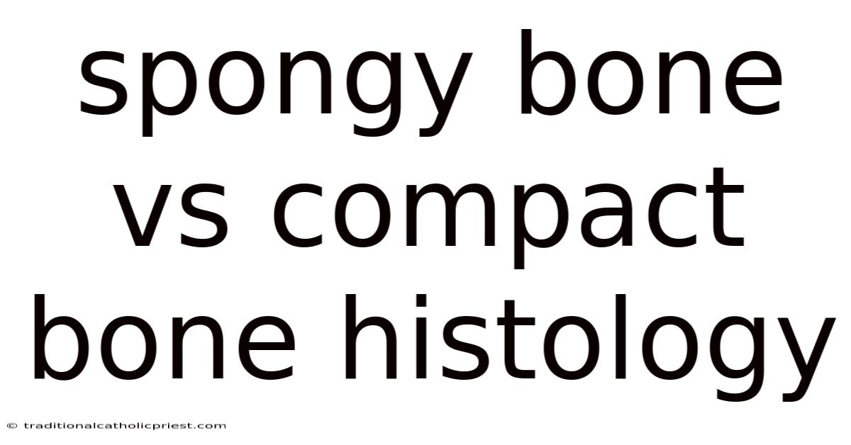 Spongy Bone Vs Compact Bone Histology