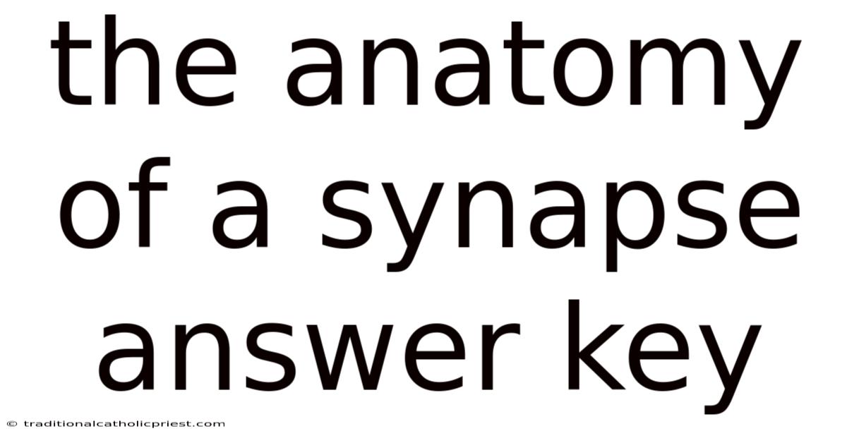 The Anatomy Of A Synapse Answer Key