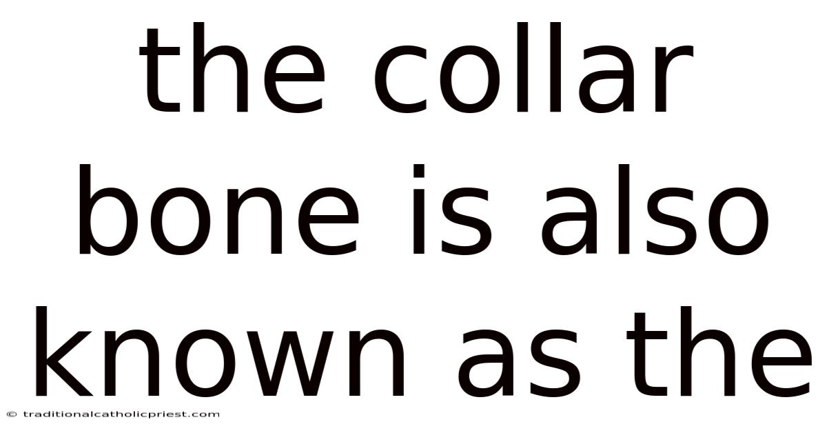 The Collar Bone Is Also Known As The