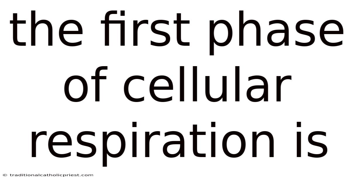The First Phase Of Cellular Respiration Is