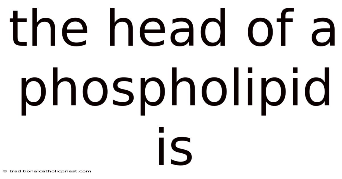 The Head Of A Phospholipid Is
