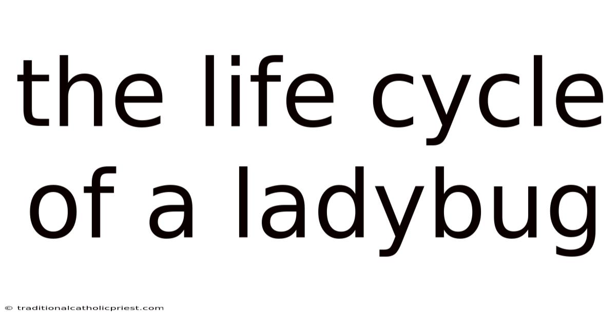 The Life Cycle Of A Ladybug