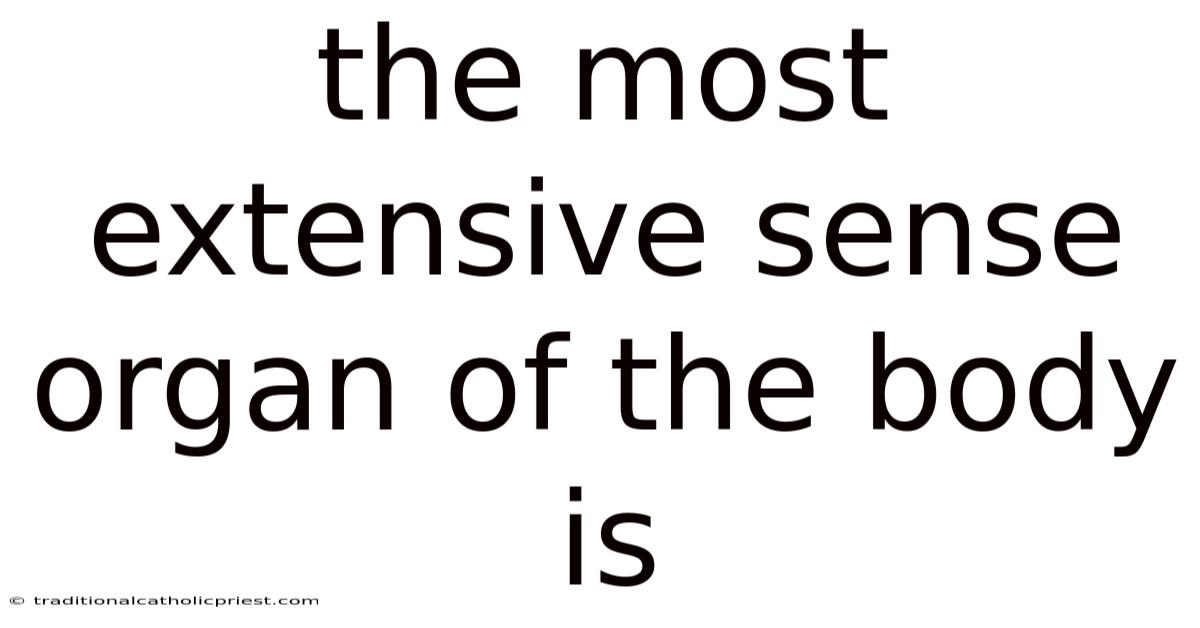 The Most Extensive Sense Organ Of The Body Is
