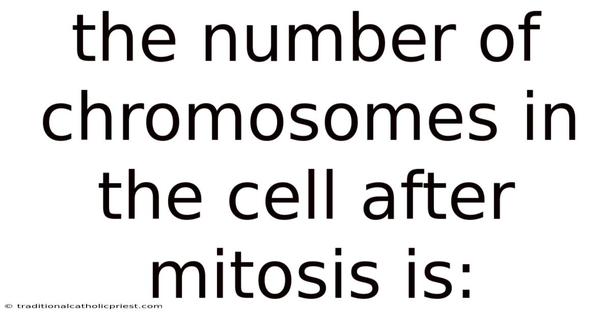 The Number Of Chromosomes In The Cell After Mitosis Is:
