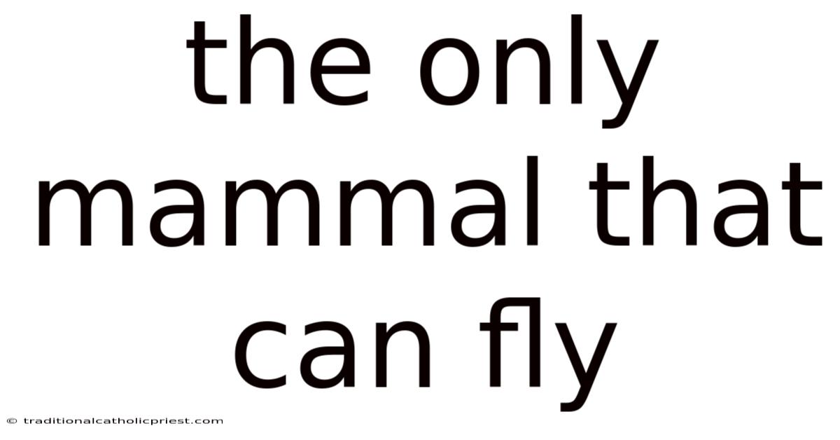 The Only Mammal That Can Fly