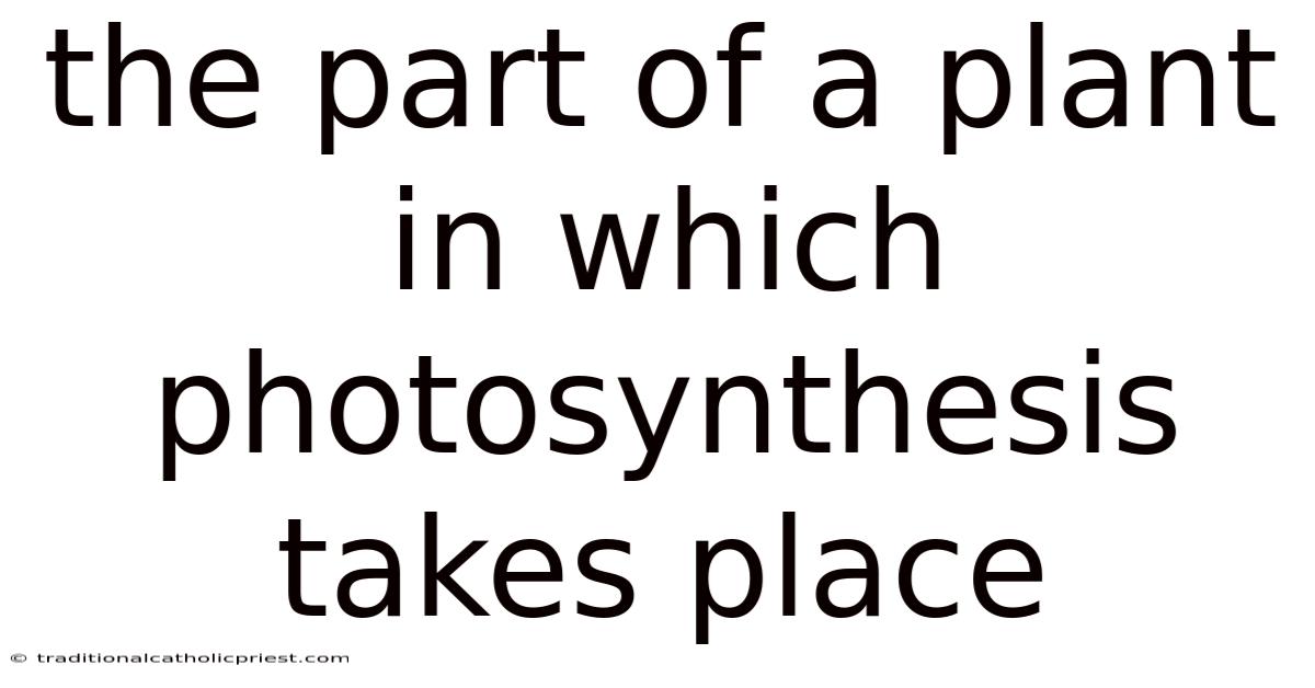 The Part Of A Plant In Which Photosynthesis Takes Place