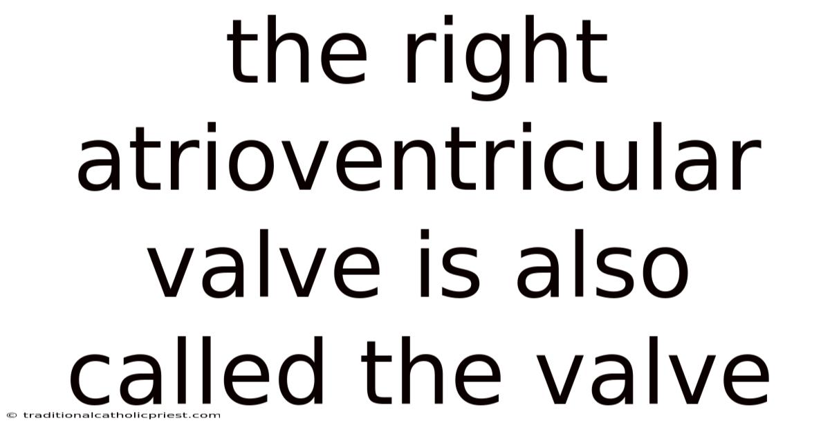 The Right Atrioventricular Valve Is Also Called The Valve