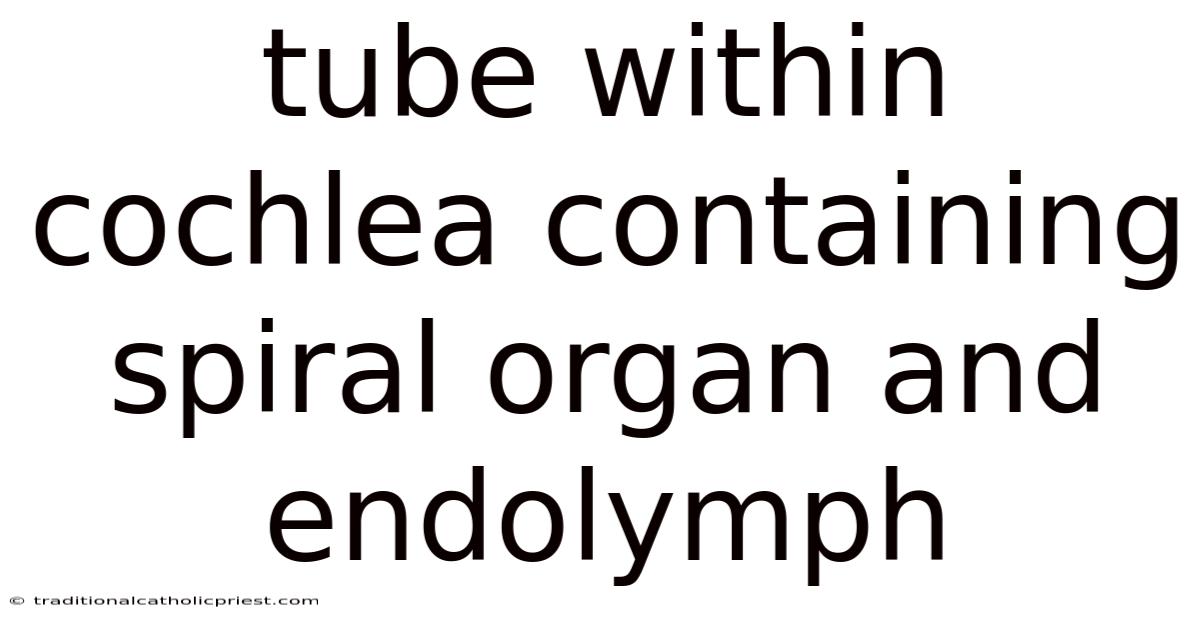 Tube Within Cochlea Containing Spiral Organ And Endolymph