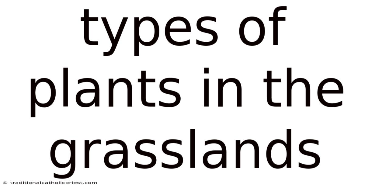 Types Of Plants In The Grasslands