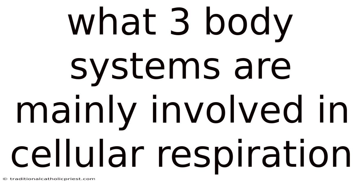 What 3 Body Systems Are Mainly Involved In Cellular Respiration