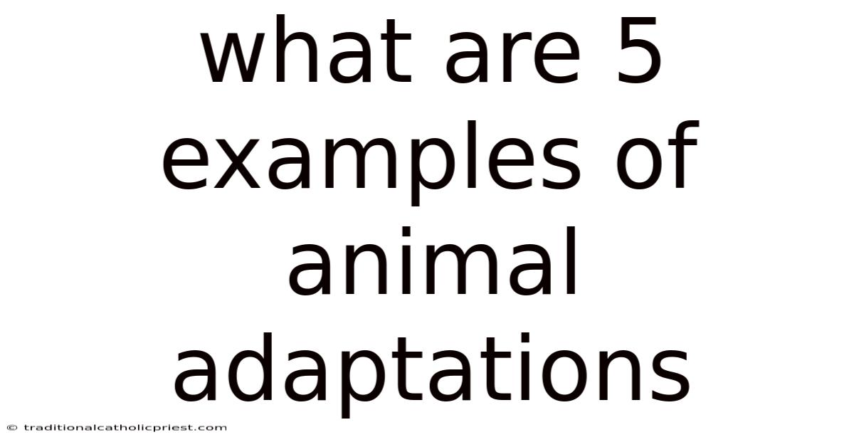 What Are 5 Examples Of Animal Adaptations