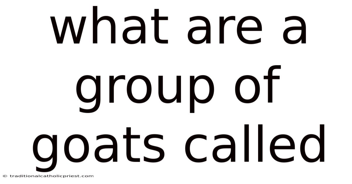What Are A Group Of Goats Called