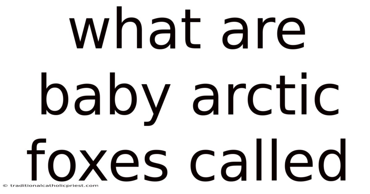 What Are Baby Arctic Foxes Called