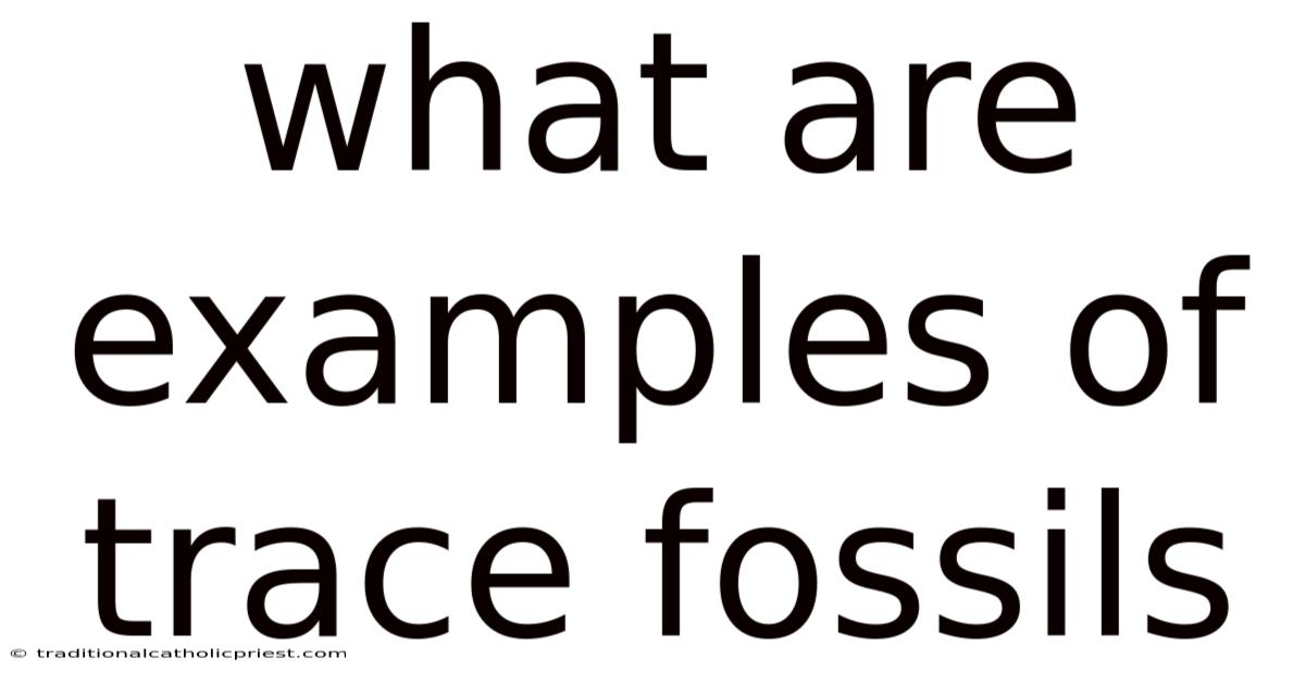 What Are Examples Of Trace Fossils