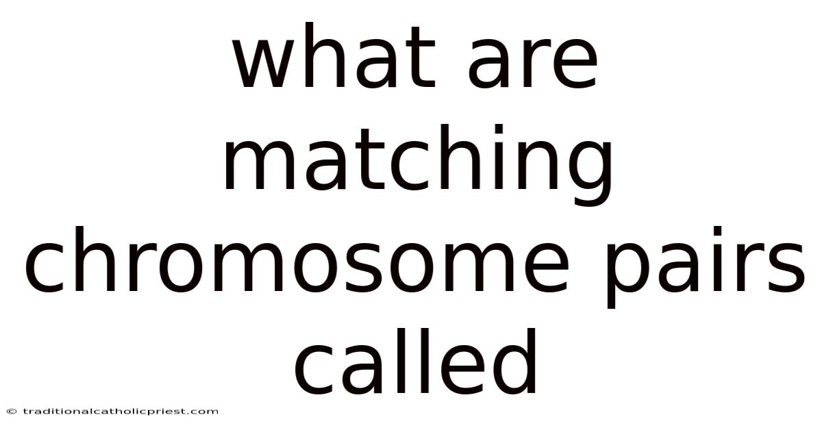 What Are Matching Chromosome Pairs Called