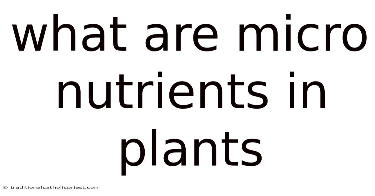 What Are Micro Nutrients In Plants
