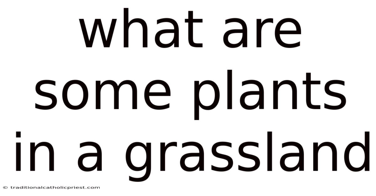 What Are Some Plants In A Grassland
