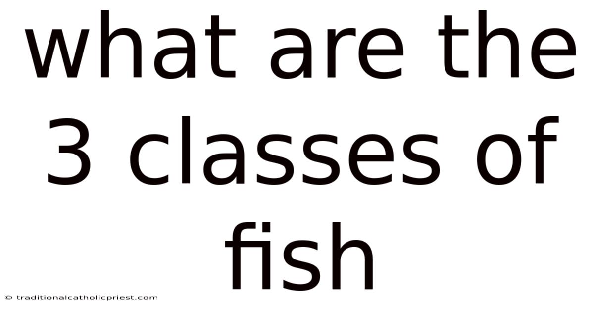 What Are The 3 Classes Of Fish