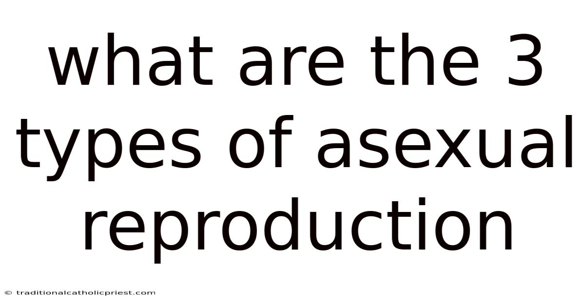What Are The 3 Types Of Asexual Reproduction