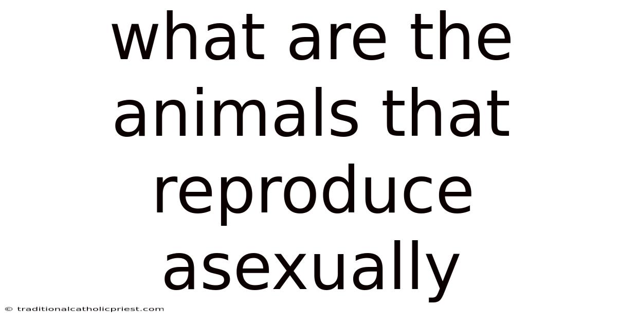 What Are The Animals That Reproduce Asexually