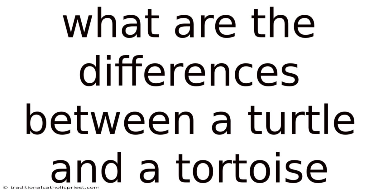What Are The Differences Between A Turtle And A Tortoise