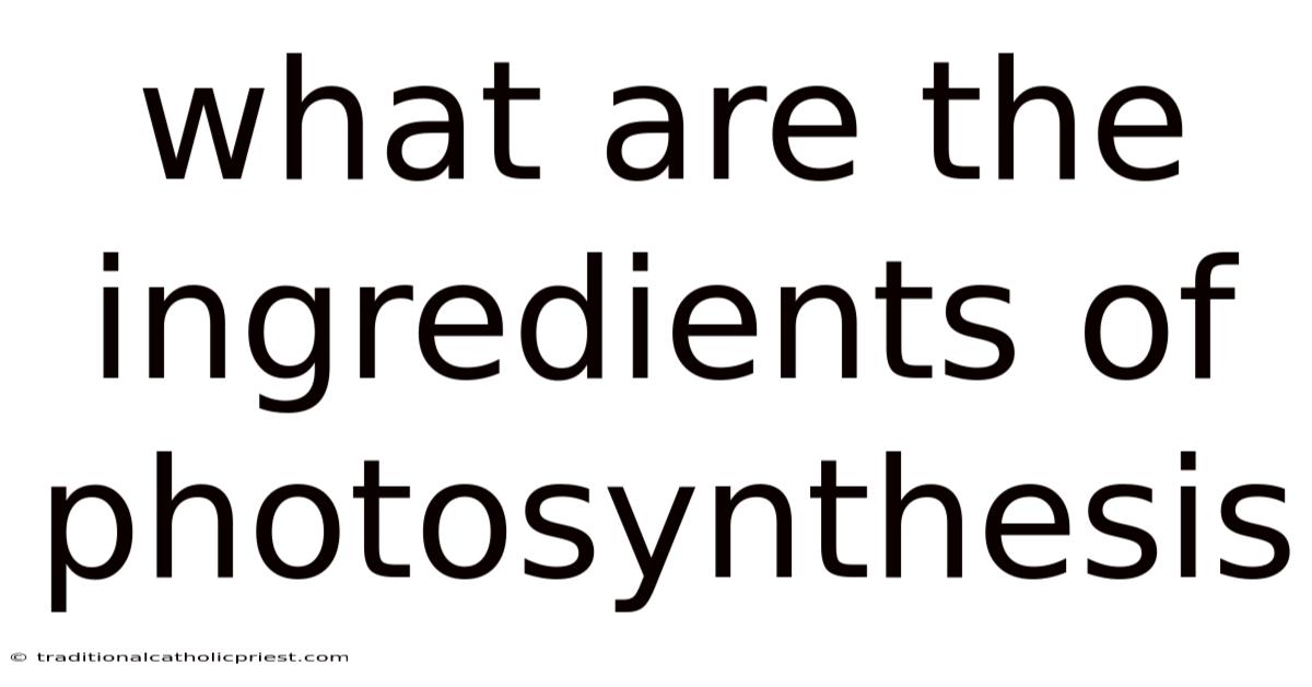 What Are The Ingredients Of Photosynthesis