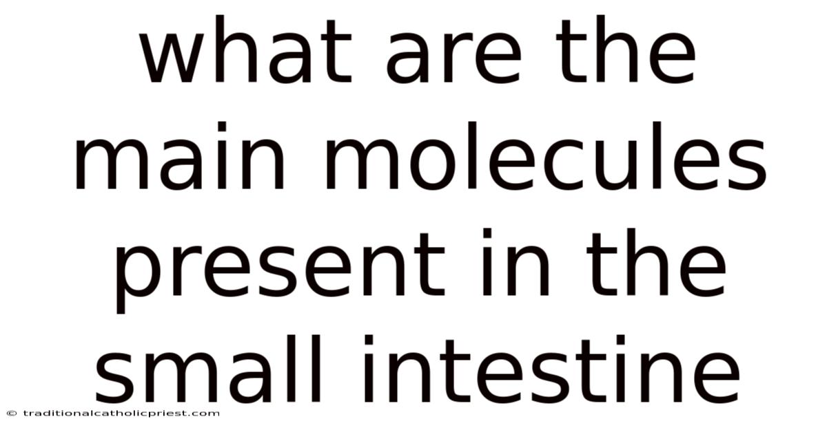 What Are The Main Molecules Present In The Small Intestine