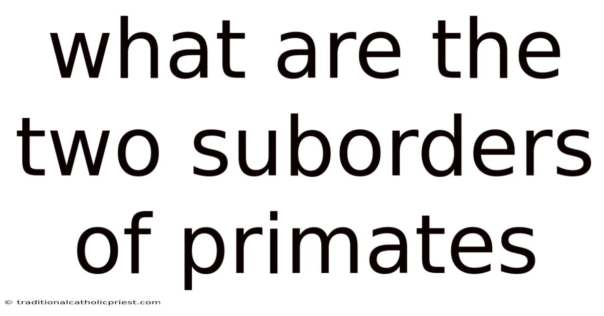 What Are The Two Suborders Of Primates