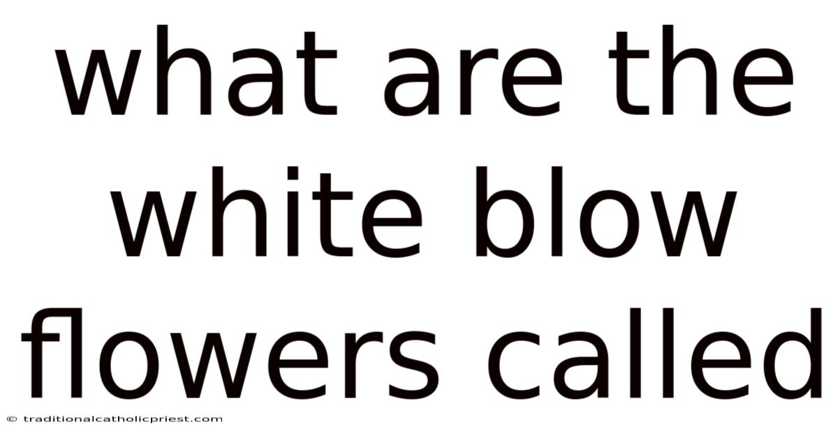 What Are The White Blow Flowers Called