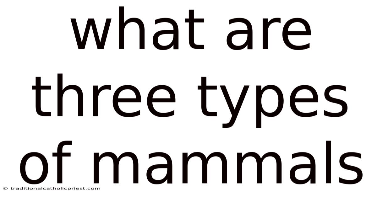 What Are Three Types Of Mammals