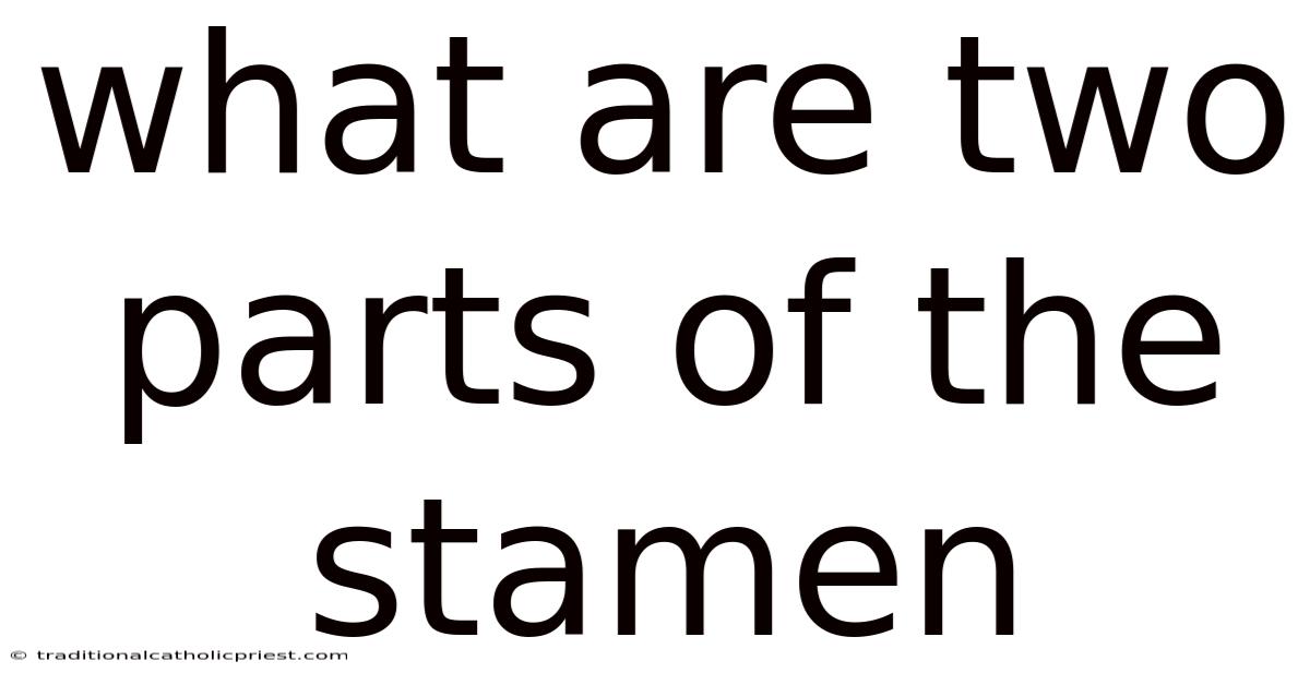 What Are Two Parts Of The Stamen