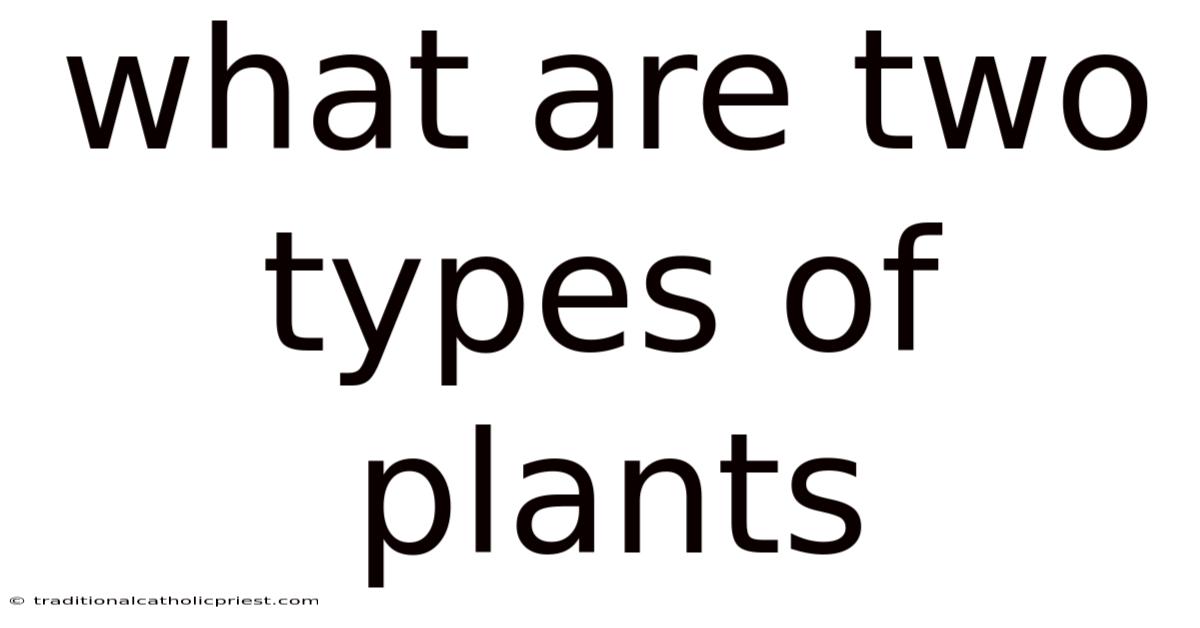 What Are Two Types Of Plants