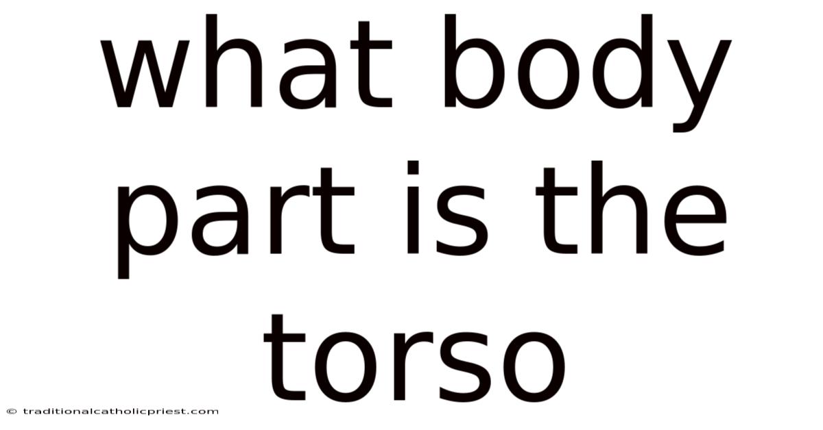 What Body Part Is The Torso