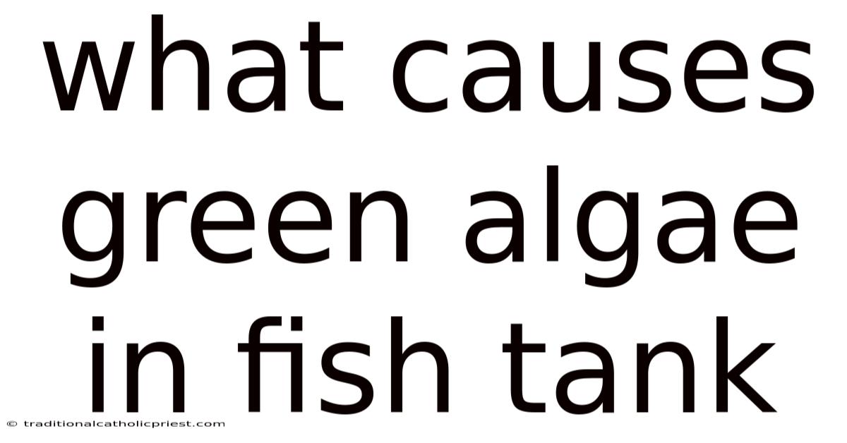 What Causes Green Algae In Fish Tank