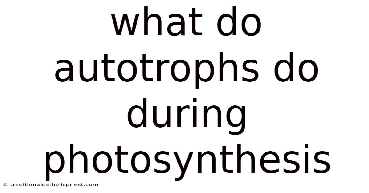 What Do Autotrophs Do During Photosynthesis