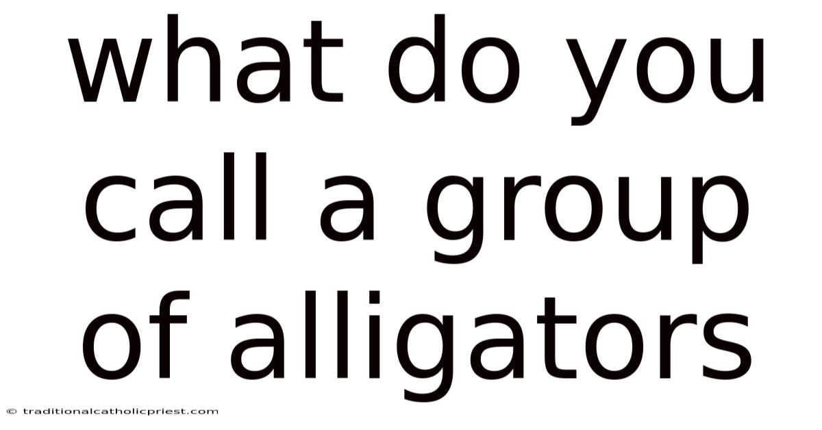 What Do You Call A Group Of Alligators