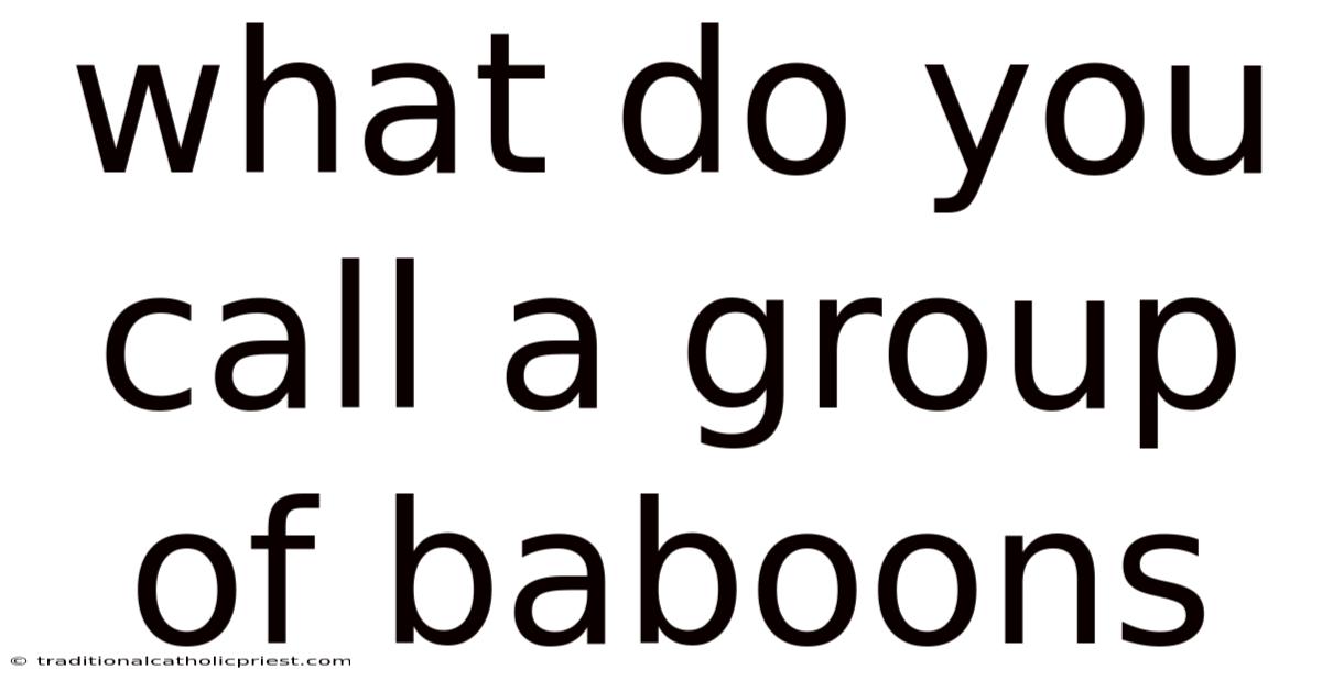 What Do You Call A Group Of Baboons