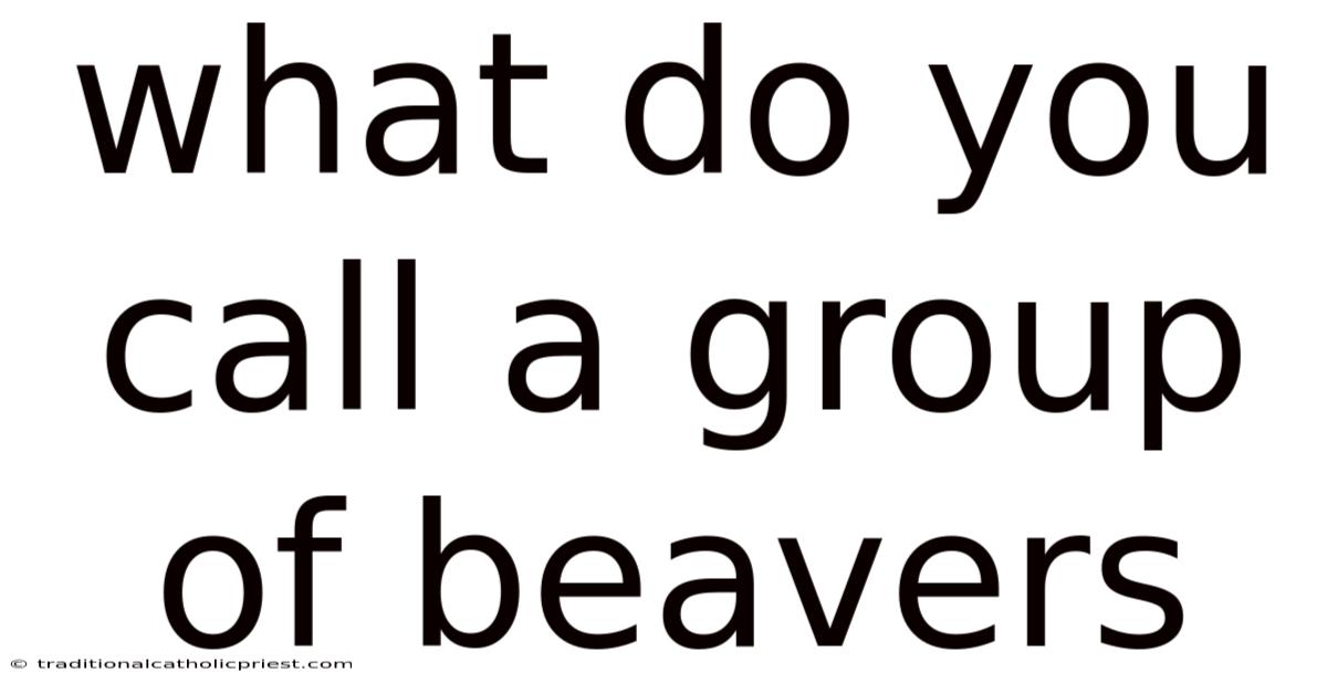 What Do You Call A Group Of Beavers